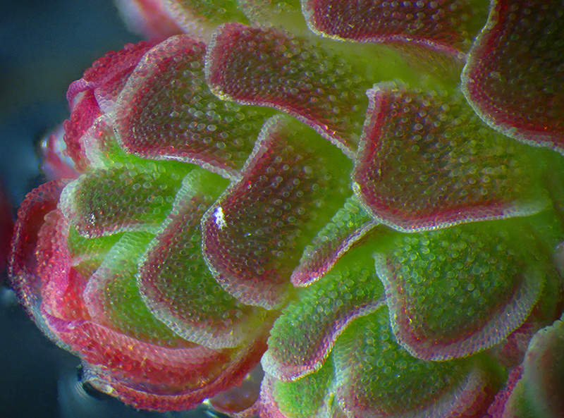 Azolla, forse caroliniana